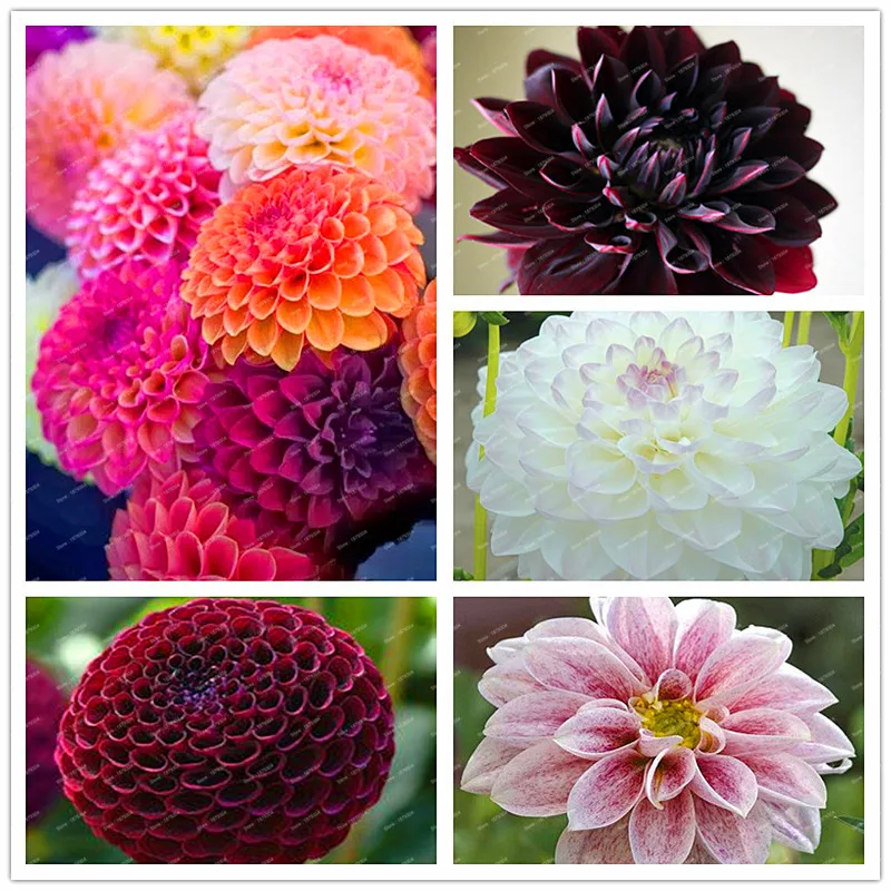 100 Pcs/bag Dahlia bonsai Gorgeous garden plant, gorgeous flower , 24 color mixed flores , beautiful home garden free shipping
100 Pcs/bag Dahlia bonsai Gorgeous garden plant, gorgeous flower , 24 color mixed flores , beautiful home garden free shipping