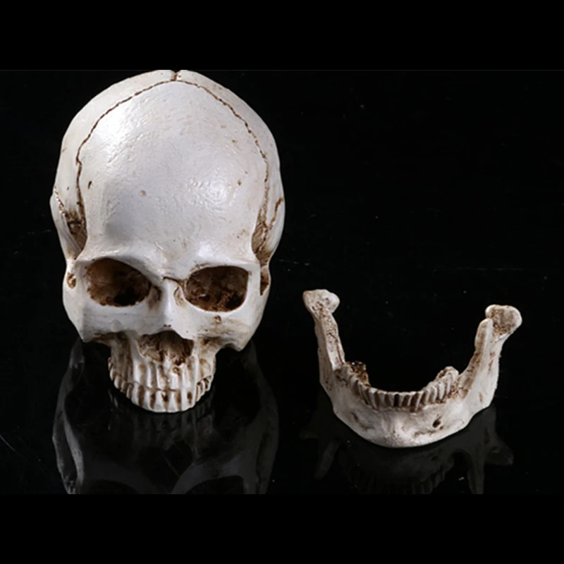 Human Resin Skull Replica Art Teaching Model Medical Realistic 1:1 Adult Size Skull Anatomical Anatomy Head Medical Model
Human Resin Skull Replica Art Teaching Model Medical Realistic 1:1 Adult Size Skull Anatomical Anatomy Head Medical Model