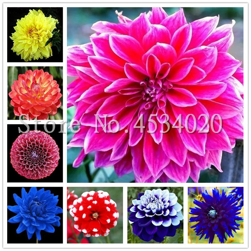 200 pcs Rare Dahlia plants beautiful rainbow Dahlia garden flowers high survival rate bonsai tree garden decoration Easy to Grow
200 pcs Rare Dahlia plants beautiful rainbow Dahlia garden flowers high survival rate bonsai tree garden decoration Easy to Grow