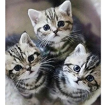 Home Decoration 5D Diamond Embroidery Animal Cat Painting Full Square Drill Mosaic Cross Stitch Picture Handmade Gift Wall Art
Home Decoration 5D Diamond Embroidery Animal Cat Painting Full Square Drill Mosaic Cross Stitch Picture Handmade Gift Wall Art