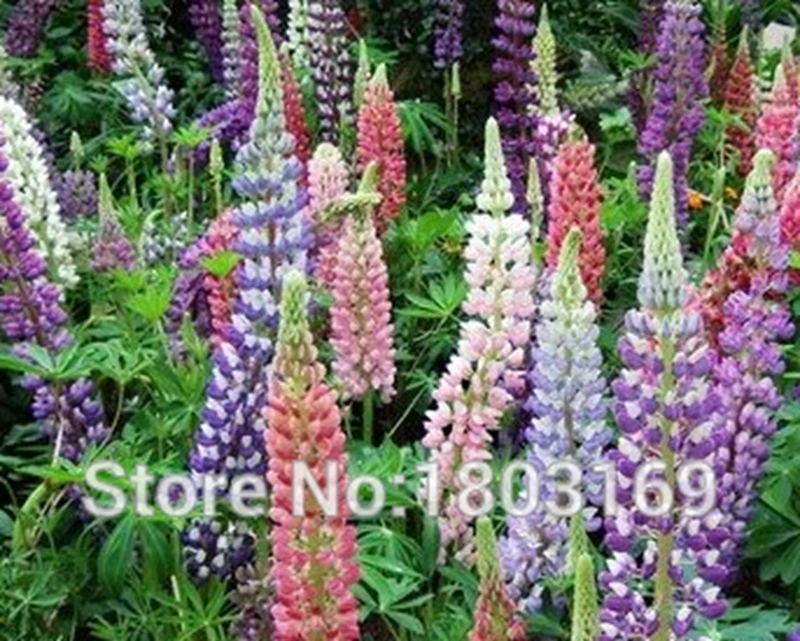 300 pcs Mix Color Exotic Lupine Bonsai Plants Outdoor & Indoor Annual Succulent Groundcover Flower potted Plants for Home Garden
300 pcs Mix Color Exotic Lupine Bonsai Plants Outdoor & Indoor Annual Succulent Groundcover Flower potted Plants for Home Garden