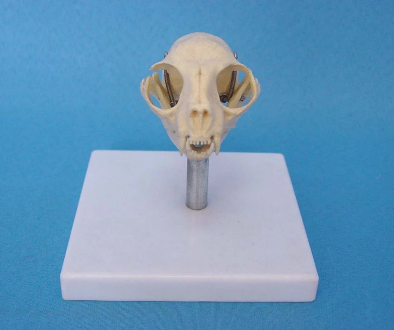Cat Head Bone Skull Animal Skeleton Model Animal Skeleton Statue Animal Skull Cat Skull Home Decoration Crafts Home Ornaments
Cat Head Bone Skull Animal Skeleton Model Animal Skeleton Statue Animal Skull Cat Skull Home Decoration Crafts Home Ornaments
