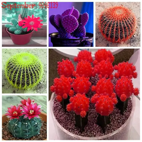 100Pcs Cactus bonsai Mix Organic Ornamental plants unusual succulents, prevent radiation Mixed Living Stones Succulent Cactus
100Pcs Cactus bonsai Mix Organic Ornamental plants unusual succulents, prevent radiation Mixed Living Stones Succulent Cactus