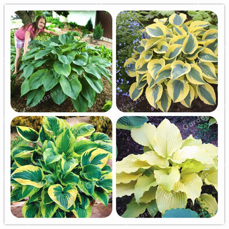 100Pcs Hosta Plants Perennials Plantain Flower Bonsai Home Garden Ground Cover Plant Bonsai Ornamental Plants For Home Garden
100Pcs Hosta Plants Perennials Plantain Flower Bonsai Home Garden Ground Cover Plant Bonsai Ornamental Plants For Home Garden