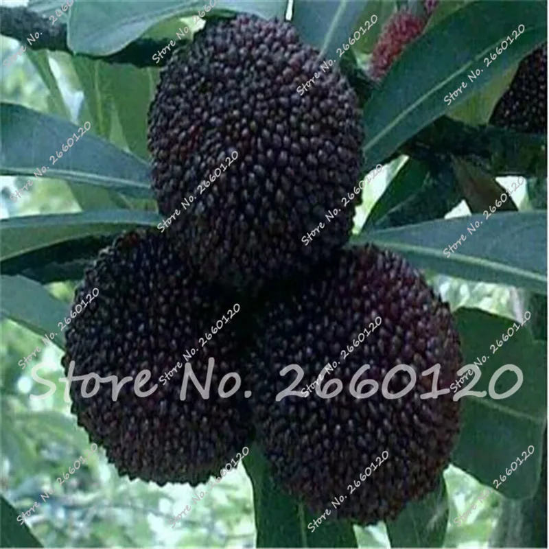 NEW Arrival !!! Black Myrica Rubra Rare Bayberry Delicious Fruit Plant Perennial Arbutus Taste Sweet Tree Planting -5 PCS
NEW Arrival !!! Black Myrica Rubra Rare Bayberry Delicious Fruit Plant Perennial Arbutus Taste Sweet Tree Planting -5 PCS