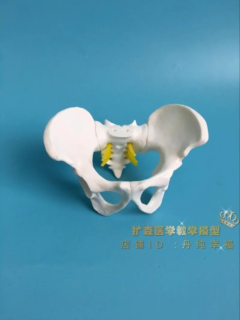 Small Female Pelvis model Childbirth Education pelvis human skeleton model free shipping
Small Female Pelvis model Childbirth Education pelvis human skeleton model free shipping