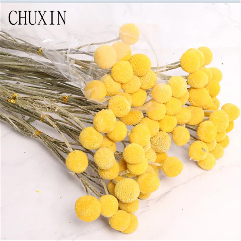 10pcs/lot Natural dried flower Golden ball real flower bouquet for family Dining table wedding decoration Photography props
10pcs/lot Natural dried flower Golden ball real flower bouquet for family Dining table wedding decoration Photography props