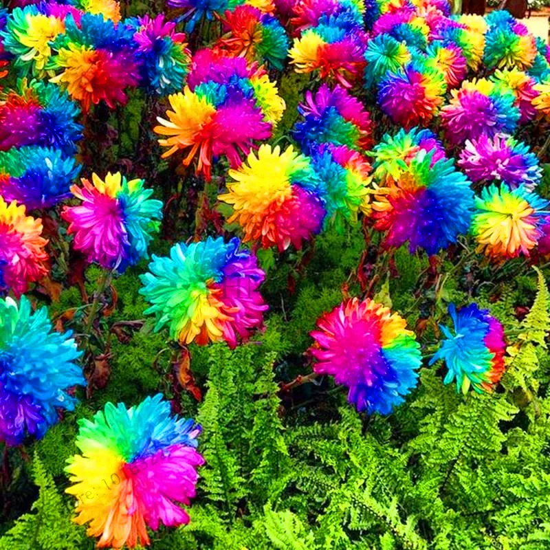 Lowest Price!200 pcs Rainbow Chrysanthemum Flower bonsai rare color new arrival DIY Home Garden flower plant easy grow best gift
Lowest Price!200 pcs Rainbow Chrysanthemum Flower bonsai rare color new arrival DIY Home Garden flower plant easy grow best gift