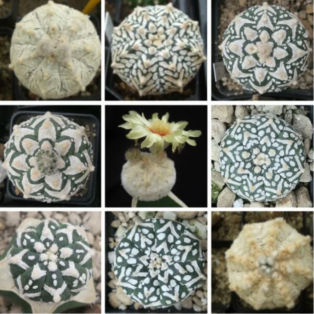 20pcs/bag ball cactus,Mammillaria mixed succulent plant bonsai DIY home garden free shipping
20pcs/bag ball cactus,Mammillaria mixed succulent plant bonsai DIY home garden free shipping