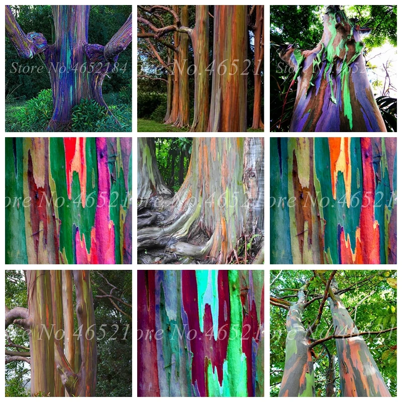 Exotic Eucalyptus Tree 100 pcs Rainbow Eucalyptus Gunnii tree forest Courtyard Potted DIY home Garden Decoration Easy to Grow
Exotic Eucalyptus Tree 100 pcs Rainbow Eucalyptus Gunnii tree forest Courtyard Potted DIY home Garden Decoration Easy to Grow