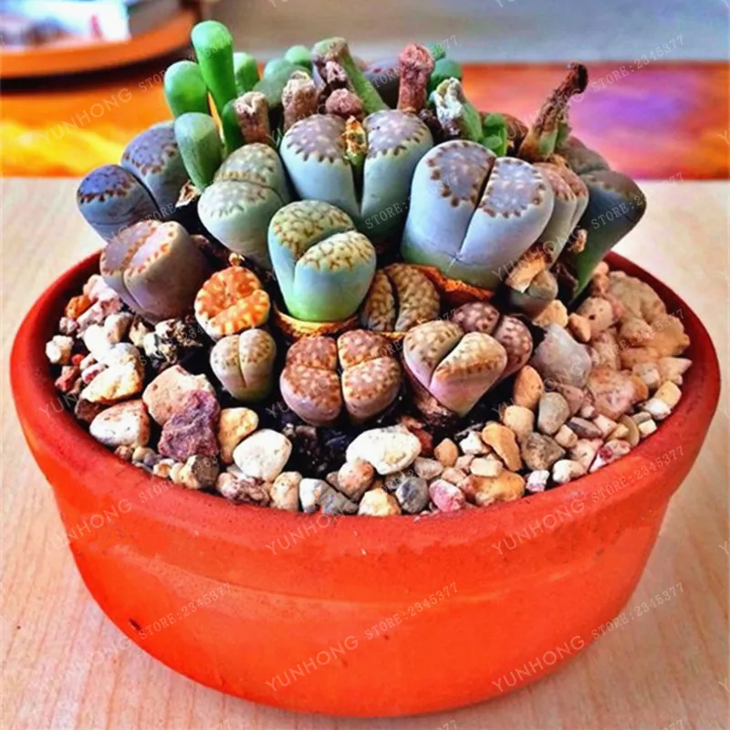100 Pcs Lithops Pseudotruncatella Living Stone Rare Succulent Bonsai Home Garden Plant Bonsai Easy To Grow
100 Pcs Lithops Pseudotruncatella Living Stone Rare Succulent Bonsai Home Garden Plant Bonsai Easy To Grow