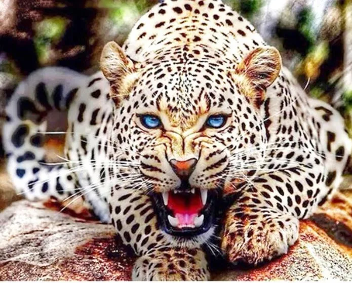 DIY Diamond Painting Cross Stitch Kit 3D Sets For Embroidery Diamond Embroidery Cross-Stitch Needlework Leopard
DIY Diamond Painting Cross Stitch Kit 3D Sets For Embroidery Diamond Embroidery Cross-Stitch Needlework Leopard