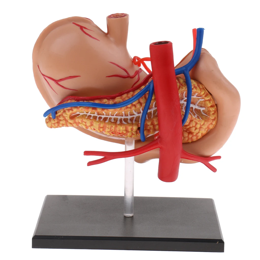 Anatomical Human Stomach & Pancreas Organs Science Anatomy Model Learning Resource Student School Supplies