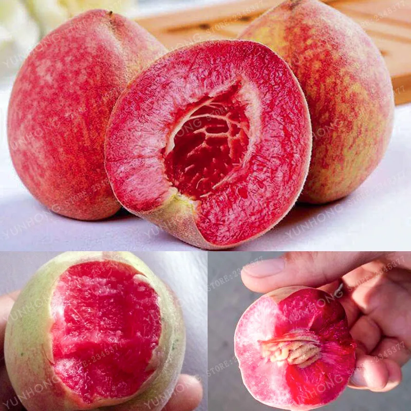 10 Pcs Sweet Peach plant Peach Tree Bonsai Dwarf Bonanza Peaches Bonsai Fruit plant For Home Garden Plants
10 Pcs Sweet Peach plant Peach Tree Bonsai Dwarf Bonanza Peaches Bonsai Fruit plant For Home Garden Plants