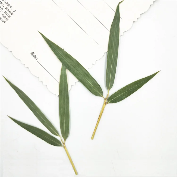 New Pressed Dried Bamboo leaves Natural dry Plants for Epoxy Resin Pendant Necklace Jewelry Making Craft DIY Accessories 1bag
New Pressed Dried Bamboo leaves Natural dry Plants for Epoxy Resin Pendant Necklace Jewelry Making Craft DIY Accessories 1bag