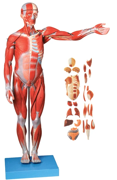 78CM HUMAN MUSCLE MODEL MALE (27 PARTS 238 Marks) internal Organs Adult Visceral Anatomical Model,Anatomy of Muscles and Viscera
78CM HUMAN MUSCLE MODEL MALE (27 PARTS 238 Marks) internal Organs Adult Visceral Anatomical Model,Anatomy of Muscles and Viscera