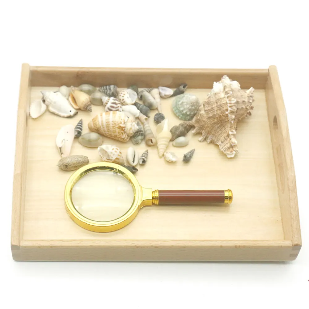 Montessori Sensorial Material Seashell Activities Educational Wooden Toys For Children 3 Years Old Juguetes Montessori MF0444H
Montessori Sensorial Material Seashell Activities Educational Wooden Toys For Children 3 Years Old Juguetes Montessori MF0444H