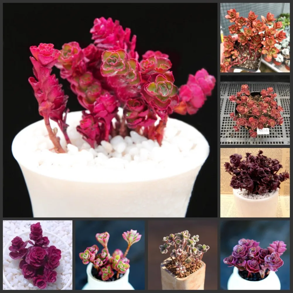 100pcs 100% Fresh Real Phedimus spurius semillas - Bonsai Succulent Plant sementes (Xiao-qiu-mei-gui)
100pcs 100% Fresh Real Phedimus spurius semillas - Bonsai Succulent Plant sementes (Xiao-qiu-mei-gui)