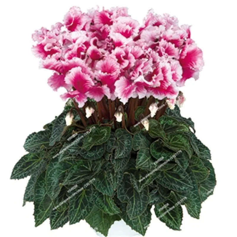 Cyclamen_persicum_Halios®_Friola®_Violet_Magenta_sas_morel_diffusion