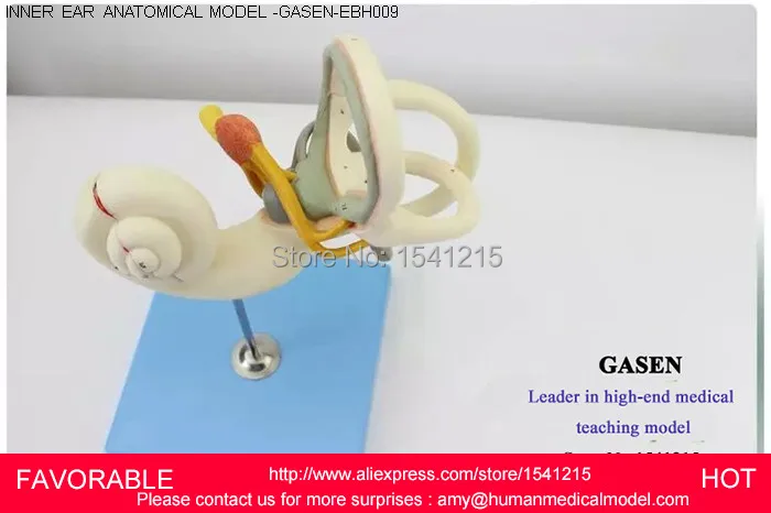 INNER EAR LABYRINTH,HUMAN ANATOMICAL MAGNIFY LABYRINTH INNER EAR ANATOMY MEDICAL MODEL SCHOOL HOSPITAL PROFESSIONAL-GASEN-EBH009
INNER EAR LABYRINTH,HUMAN ANATOMICAL MAGNIFY LABYRINTH INNER EAR ANATOMY MEDICAL MODEL SCHOOL HOSPITAL PROFESSIONAL-GASEN-EBH009