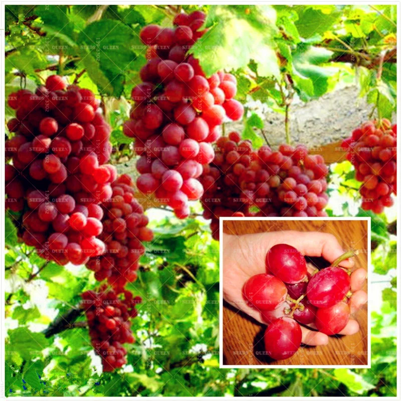 50 Pcs/bag Japanese Red Grape Delicious Sweet Advanced Fruit Bonsai Natural Growth Dwarf Fruit Tree For Home Garden Plants
50 Pcs/bag Japanese Red Grape Delicious Sweet Advanced Fruit Bonsai Natural Growth Dwarf Fruit Tree For Home Garden Plants