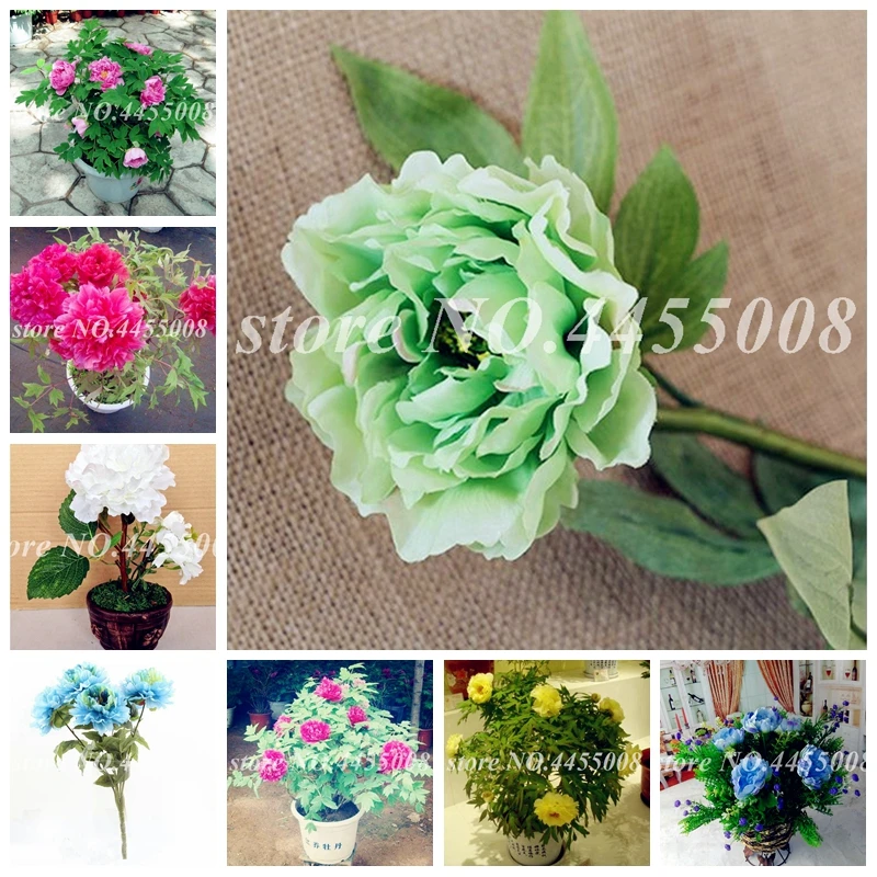 20 pcs Rare Double Peony Bonsai Multicolor Perennial Flowers Chinese Paeonia Suffruticosa Flore Plants DIY Home Garden Decor
20 pcs Rare Double Peony Bonsai Multicolor Perennial Flowers Chinese Paeonia Suffruticosa Flore Plants DIY Home Garden Decor