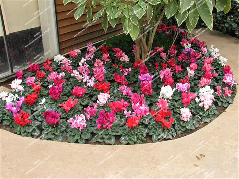 Cyclamen 2