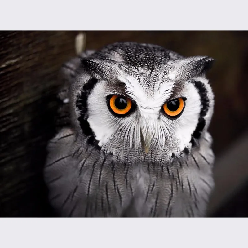 Christmas Ultra clear images 5D DIY Diamond Painting Magical owl is watching you Cross Stitch Diamond Embroidery Home Decor
Christmas Ultra clear images 5D DIY Diamond Painting Magical owl is watching you Cross Stitch Diamond Embroidery Home Decor