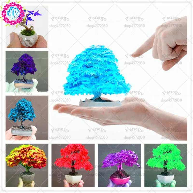30 Pcs/Bag Mini Maple Tree Bonsai Plants 16 Colors of Rare Japanese Maple Potted Planting for Home Garden Decoration Plant
30 Pcs/Bag Mini Maple Tree Bonsai Plants 16 Colors of Rare Japanese Maple Potted Planting for Home Garden Decoration Plant