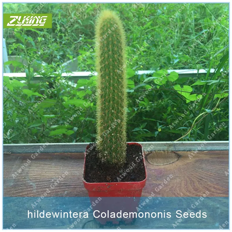 ZLKING 100pcs Ideal Hanging Cleistocactus Colademononis Bonsai Exotic Cactus Perennial Plant Interesting Monkey Tail
ZLKING 100pcs Ideal Hanging Cleistocactus Colademononis Bonsai Exotic Cactus Perennial Plant Interesting Monkey Tail