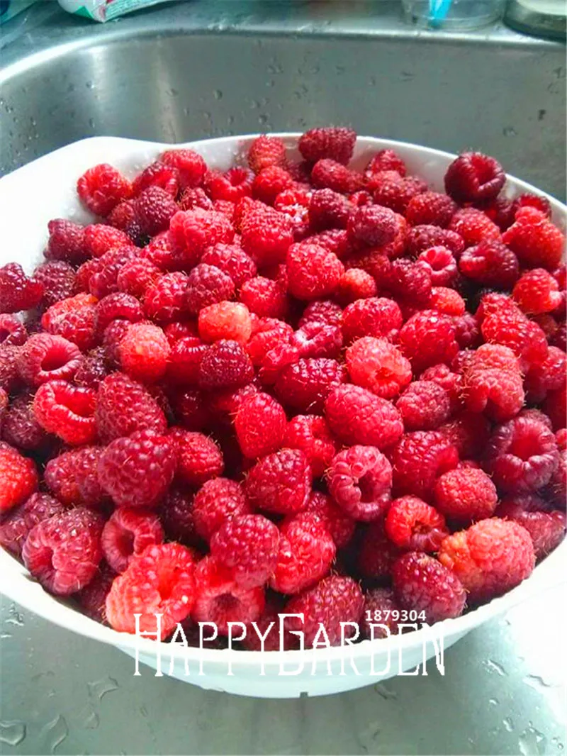 100 Pcs/Lot New 2018!Heritage Raspberry garden, Non-GMO, Organic, bonsai fruit tree plant
100 Pcs/Lot New 2018!Heritage Raspberry garden, Non-GMO, Organic, bonsai fruit tree plant
