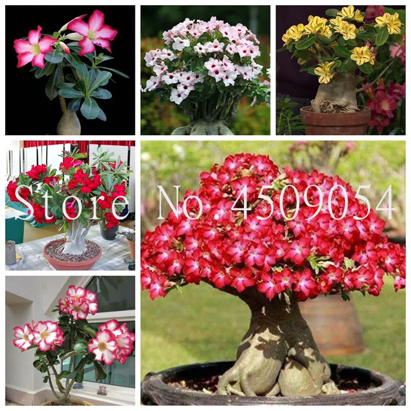 Hot Selling Bonsai Adenium Obesum plants Balcony Flowers plant 1 Pcs Rainbow Desert Rose Bonsai For Home Garden Easy To Grow
Hot Selling Bonsai Adenium Obesum plants Balcony Flowers plant 1 Pcs Rainbow Desert Rose Bonsai For Home Garden Easy To Grow