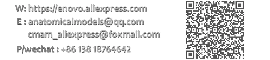 900 anatomicalmodels.aliexpress.com contact QC code
