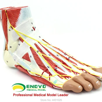 ENOVO The human body plantar level dissected the joint musculocutaneous nerve vascular ligament model hand and foot surgery
ENOVO The human body plantar level dissected the joint musculocutaneous nerve vascular ligament model hand and foot surgery