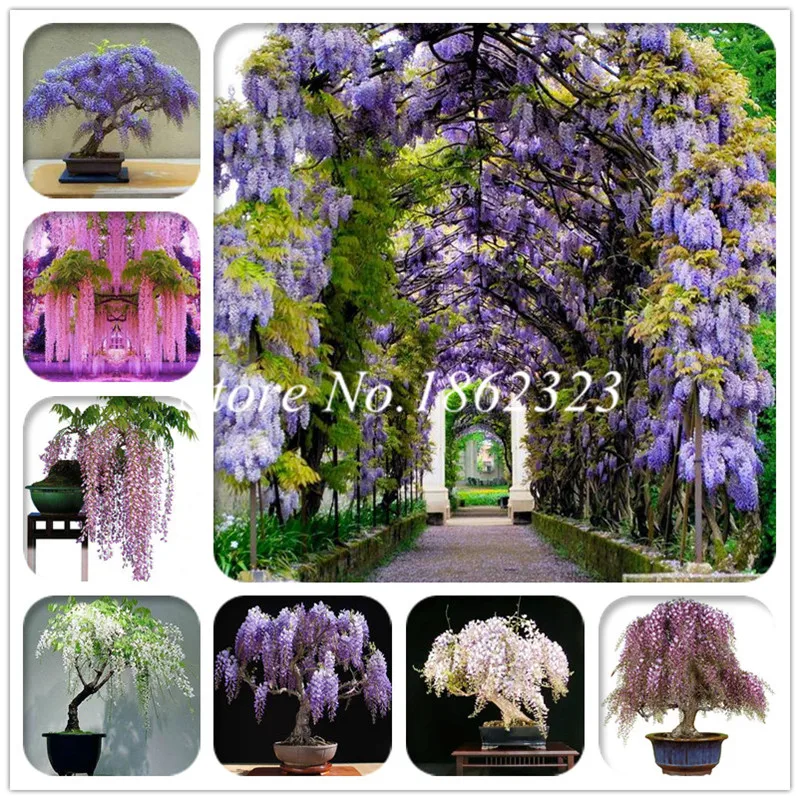 Wisteria Bonsai 10 Pcs Rare Bonsai Wisteria Tree Indoor Outdoor Ornamental Plants Bonsai Of Perennial Garden Flower Plant
Wisteria Bonsai 10 Pcs Rare Bonsai Wisteria Tree Indoor Outdoor Ornamental Plants Bonsai Of Perennial Garden Flower Plant