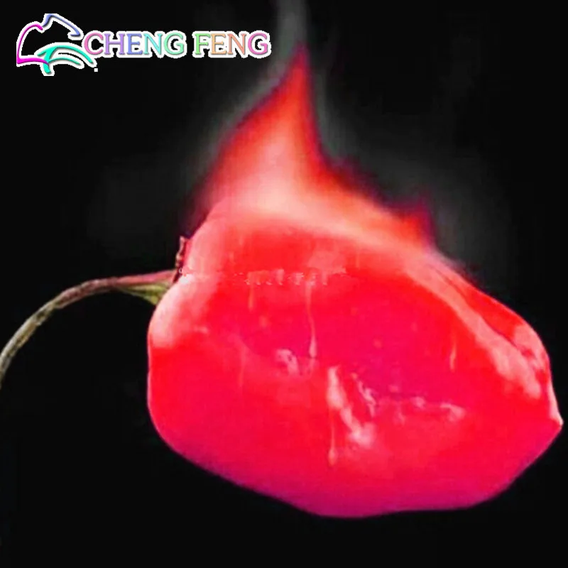 Habanero Orange Chilli Pepper Plant - 100 pcs Vegetable plants- Extremely Hot !Home gardening DIY! Free shipping!
Habanero Orange Chilli Pepper Plant - 100 pcs Vegetable plants- Extremely Hot !Home gardening DIY! Free shipping!