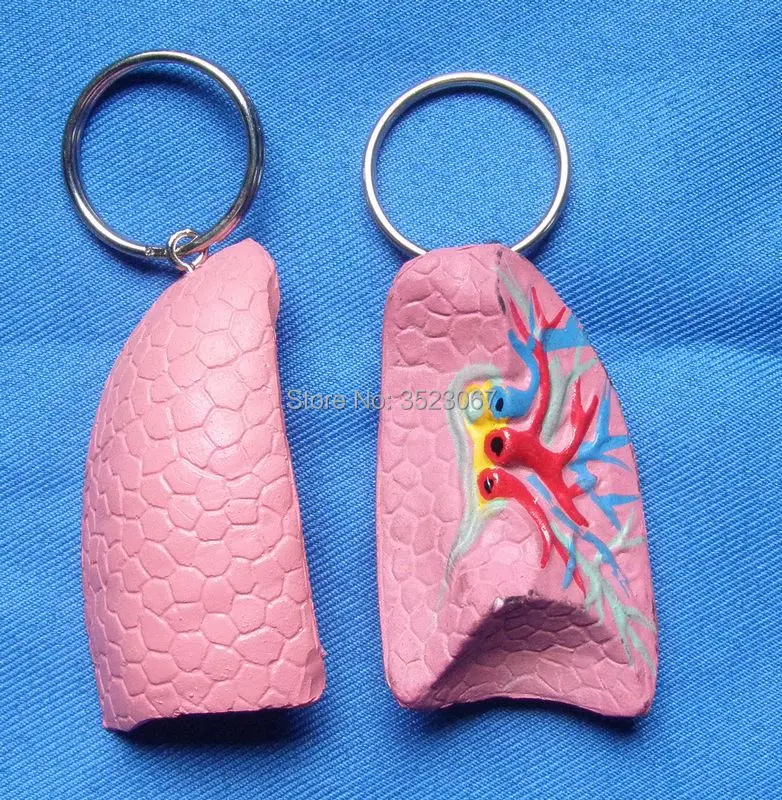 Mini anatomy Human lung model skeleton throat anatomical Anatomy Skull Sculpture Head key ring model Muscle Bone Artist
Mini anatomy Human lung model skeleton throat anatomical Anatomy Skull Sculpture Head key ring model Muscle Bone Artist