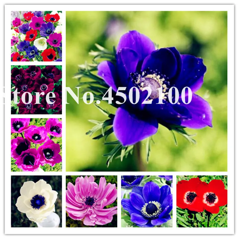 100 Pcs Multi Color Anemone Fleur, Bonsai Silver Lotus Flowers For The Home Garden So Bright Fast Growing Christmas Decoration
100 Pcs Multi Color Anemone Fleur, Bonsai Silver Lotus Flowers For The Home Garden So Bright Fast Growing Christmas Decoration