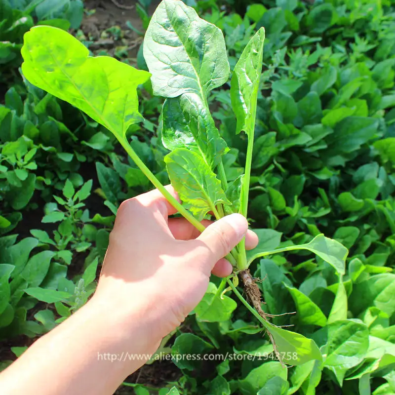 200 pcs spinach Salad Leaves Good Taste,Nutrient-rich green vegetables vegetables for home garden planting
200 pcs spinach Salad Leaves Good Taste,Nutrient-rich green vegetables vegetables for home garden planting