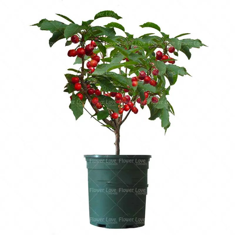 20pcs Bonsai Gaint Cherry plants Organic Bonsai Fruit Dwarf Cherry Bonsai Tree Sweet Fruit For Home Garden Potted Plant
20pcs Bonsai Gaint Cherry plants Organic Bonsai Fruit Dwarf Cherry Bonsai Tree Sweet Fruit For Home Garden Potted Plant