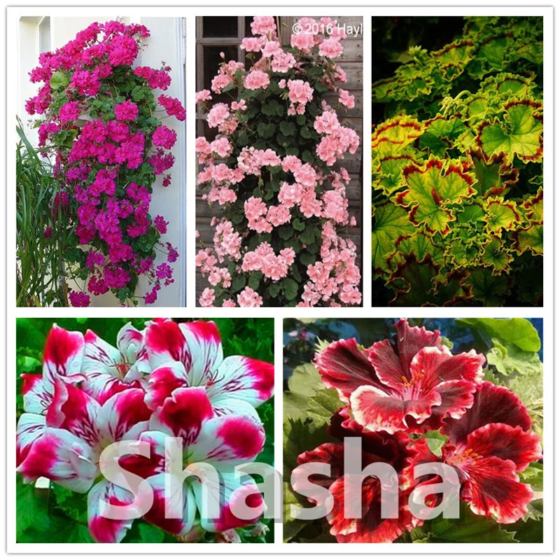 100 pcs Rare Geranium Bonsai Apple Blossom Rosebud Pelargonium Potted Balcony Planting Seasons Pelargonium Potted Sprouting 95%
100 pcs Rare Geranium Bonsai Apple Blossom Rosebud Pelargonium Potted Balcony Planting Seasons Pelargonium Potted Sprouting 95%