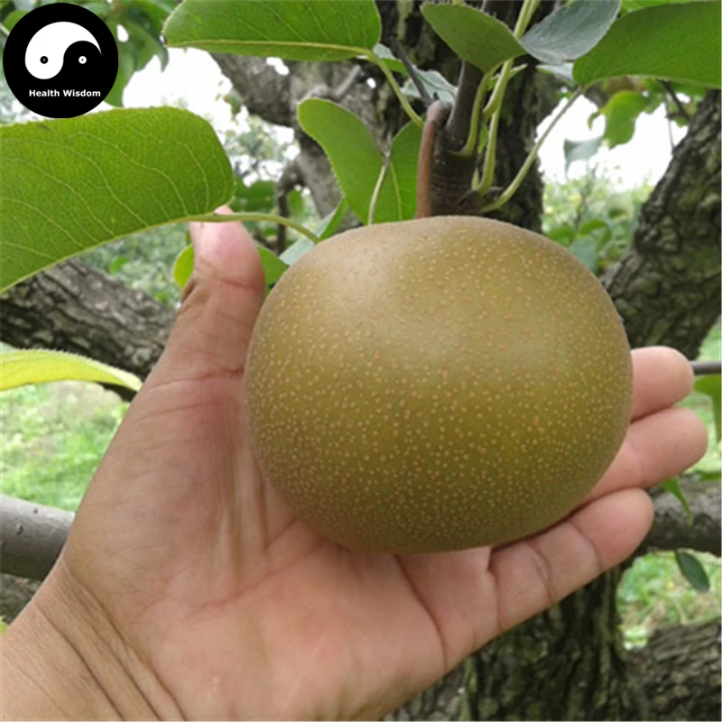 Buy Yamanashi Fruit Tree Semente 100pcs Plant Sorb Pear For Chinese Pyrus Shan Li
Buy Yamanashi Fruit Tree Semente 100pcs Plant Sorb Pear For Chinese Pyrus Shan Li