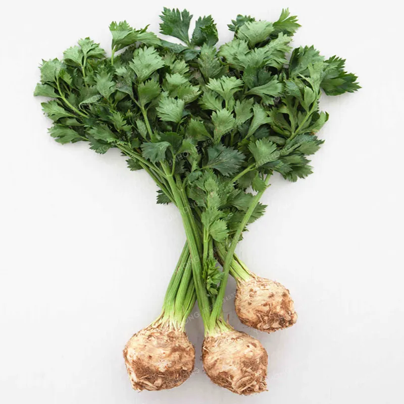Spherical Root Celery Bonsai Vegetable Bonsai Root Parsley Bonsai Vegetable Fragrant Vegetable Bonsai For Home Garden 100 Pcs
Spherical Root Celery Bonsai Vegetable Bonsai Root Parsley Bonsai Vegetable Fragrant Vegetable Bonsai For Home Garden 100 Pcs