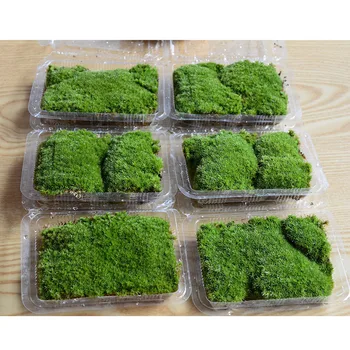 1 bag Keep dry real Micro landscape green moss wedding plants vase l turf accessories for flowerpot decoration
1 bag Keep dry real Micro landscape green moss wedding plants vase l turf accessories for flowerpot decoration