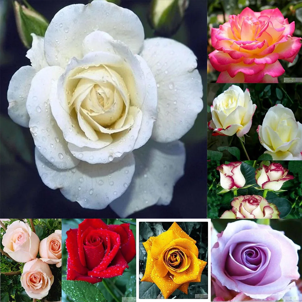 10 Pcs Rare Rose Bonsai Black Rose Flower With Red Edge Rare Rose Flowers Bonsai For Garden Bonsai Planting
10 Pcs Rare Rose Bonsai Black Rose Flower With Red Edge Rare Rose Flowers Bonsai For Garden Bonsai Planting