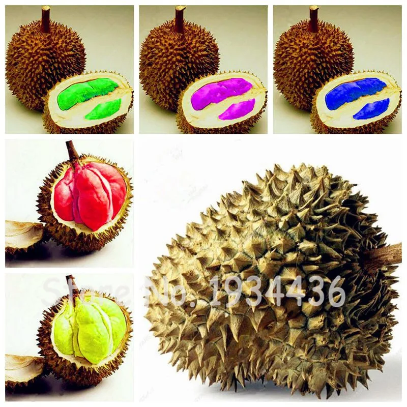 Import 10 Pcs Mixed Durian Tree Perennial Delicious King Fruit Plants Anti-Aging The Germination Rate 95% High-nutrition Frutas
Import 10 Pcs Mixed Durian Tree Perennial Delicious King Fruit Plants Anti-Aging The Germination Rate 95% High-nutrition Frutas