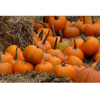 Customized 10ft Halloween autumn pumpkins photo background for children portrait photography studio backdrops
Customized 10ft Halloween autumn pumpkins photo background for children portrait photography studio backdrops