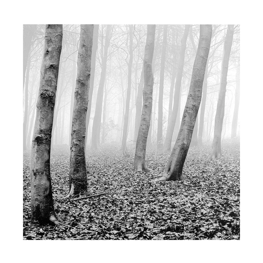 Canvas Art Picture Print Painting White and Black Tree Landscape Oil Painting on Canvas Canvas Print Wall Picture for Home Decor
Canvas Art Picture Print Painting White and Black Tree Landscape Oil Painting on Canvas Canvas Print Wall Picture for Home Decor