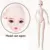 Dream Fairy 1 3 Bjd Nude Doll 26 Movable Joints 62cm Plastic Naked Doll
