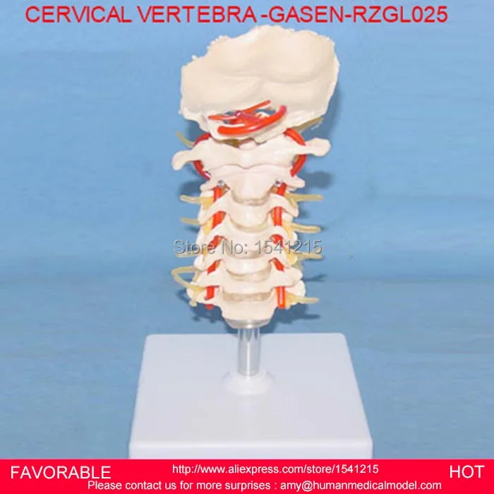 LUMBAR MODEL SPINAL NERVE MODEL CAUDAL EQUINA NERVE LUMBAR SPINE DISC MODEL SPINE CHIROPRACTIC SKELETON MODEL-GASEN-RZGL025
LUMBAR MODEL SPINAL NERVE MODEL CAUDAL EQUINA NERVE LUMBAR SPINE DISC MODEL SPINE CHIROPRACTIC SKELETON MODEL-GASEN-RZGL025